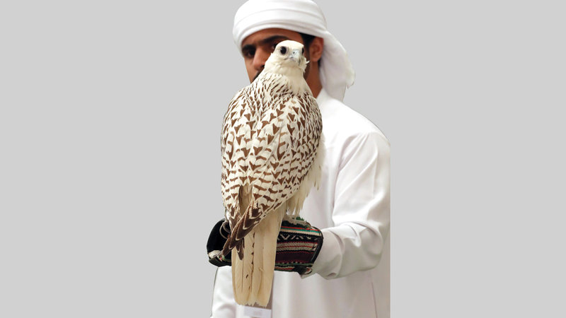 مزاينة الصقور تنظم بالتعاون مع محمية المرزوم.   من المصدر