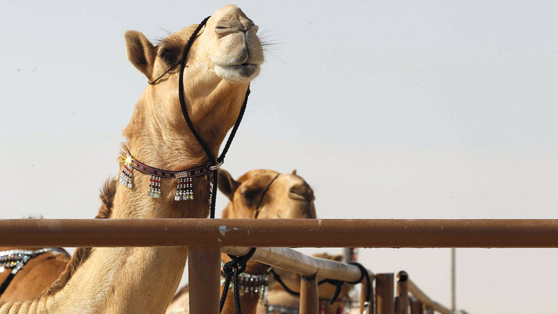 كل شوط في مزاينة الإبل خصصت له جوائز عدة.   من المصدر