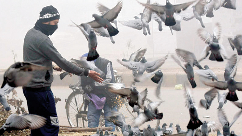 تربية الحمام الزاجل في أوروبا هواية تقتصر على المتقاعدين. أرشيفية