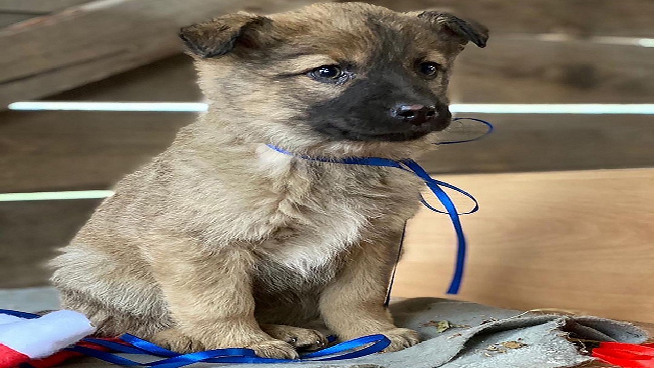 أحد الجراء الصغيرة.