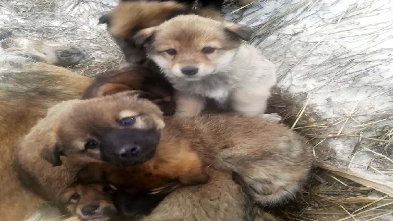 الجراء تحيط بأمها.