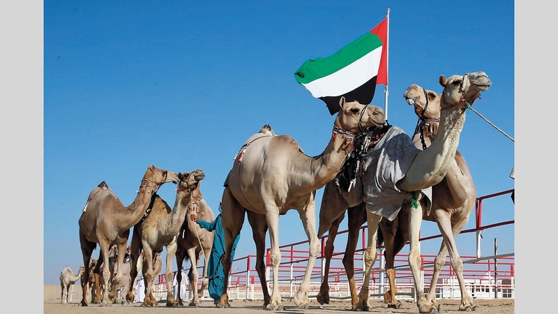 الإبل في شبوك مزاينة الظفرة. من المصدر