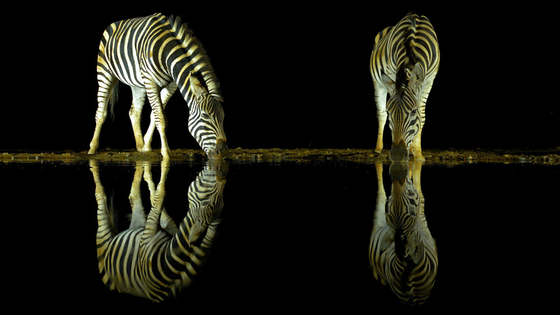 فيتوريو ريتشي - إيطاليا