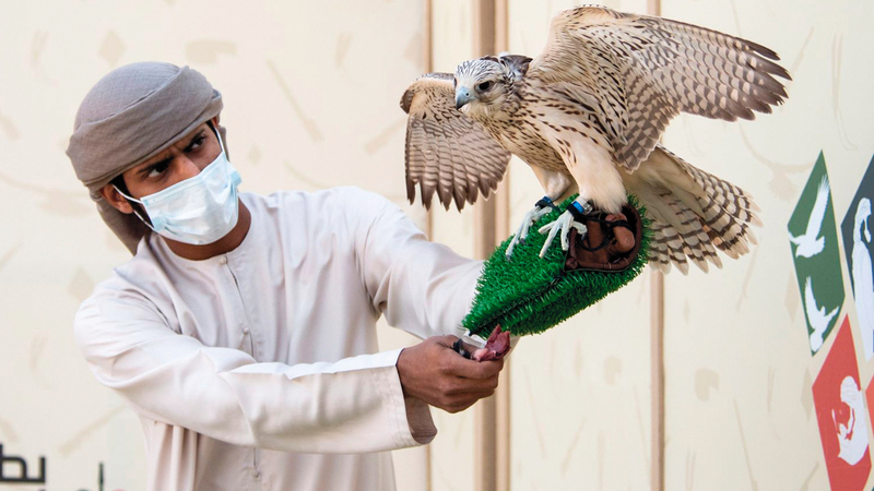 بطولة فزاع للصيد بالصقور تتواصل منافساتها بقوة     في منطقة الروية بدبي.               ■ من المصدر