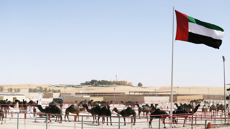 منافسات «المزاينة» شهدت إقبالاً لافتاً من كبار مُلّاك الإبل. من المصدر