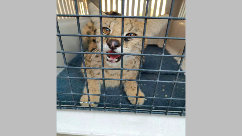 أسود ونمور وقرود من بين الحيوانات المصادرة.  من المصدر