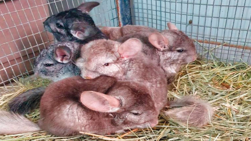 أشخاص يصيدون حيوانات مهددة بالانقراض ويربونها في المنازل.  من المصدر