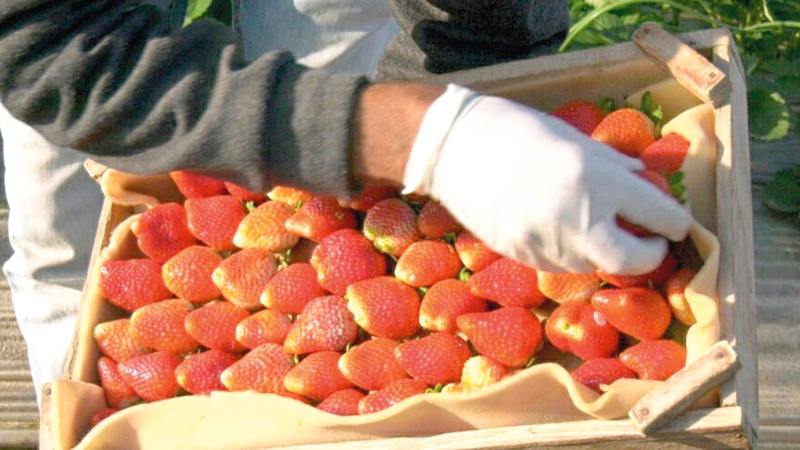 موسم إنتاج الفراولة يسهم في إنعاش الاقتصاد المحلي.   الإمارات اليوم