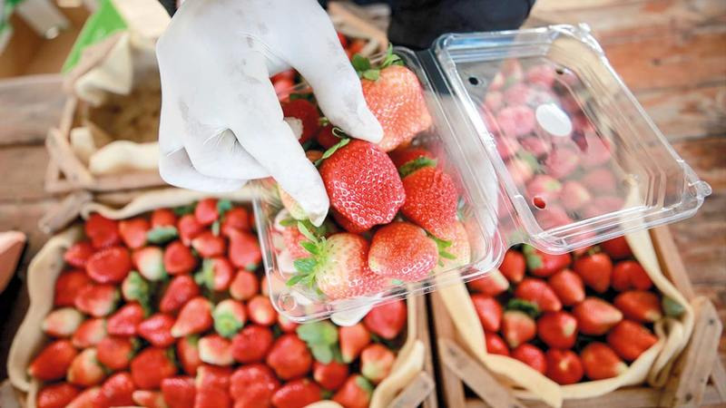 إنتاج الفراولة في غزة حاصل على علامة الجودة.   الإمارات اليوم
