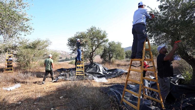 مزارعو ريف نابلس سيحرمون مصدر دخلهم الوحيد.  الإمارات اليوم