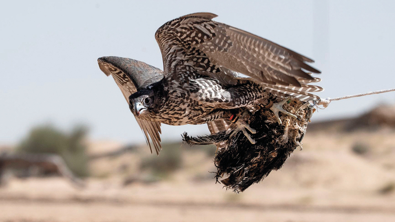 منافسة قوية بين الصقارين في البطولة التي تمثل الحدث الأكثر أهمية وقوة على صعيد المشاركين والجوائز المالية الضخمة.  من المصدر