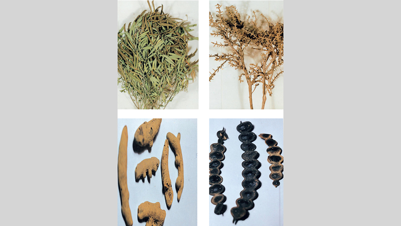 سكان الإمارات استعانوا بما هو متاح في البيئة ليصنعوا علاجات للتداوي والوقاية من الأمراض. من كتاب «الطب الشعبي في الإمارات» للدكتور عبدالله الطابور