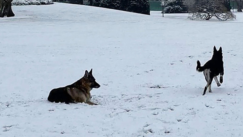 الكلبان يستمتعان بالجري في الغطاء الثلجي الأبيض. غيتي