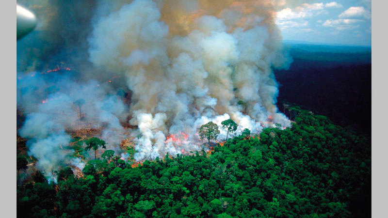 الحرائق أضرت الغابات بشكل بالغ.  أرشيفية