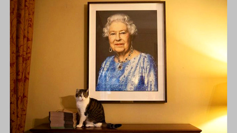 القط لاري وصورة الملكة إليزابيث.  من المصدر