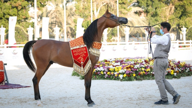 صورة 4 ذهبيات لمربط دبي في «دولية أبوظبي لجمال الخيول» – رياضة – محلية