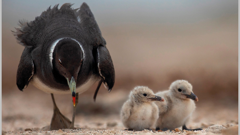 محمد البحر رواس - سلطنة عُمان.