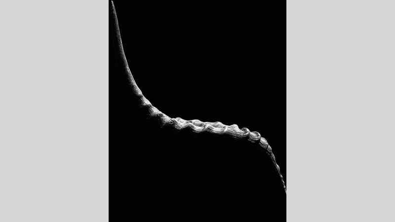 محمد مراد - الكويت