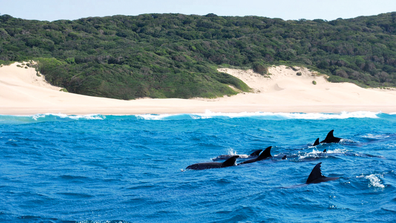 مياه بازاروتو تعد موطناً لعدد من الثدييات البحرية مثل: الدلافين والحيتان وأبقار البحر.   أرشيفية