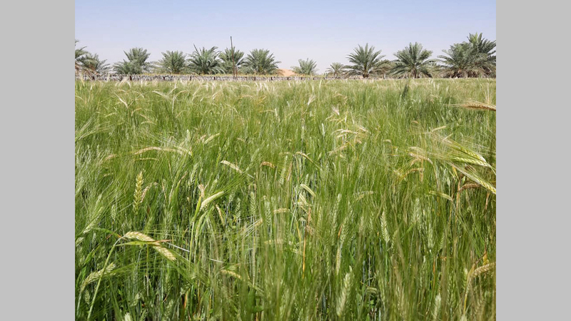 القمح لا يستهلك كثيراً من الماء ومحصوله وفير. تصوير: أسامة أبوغانم
