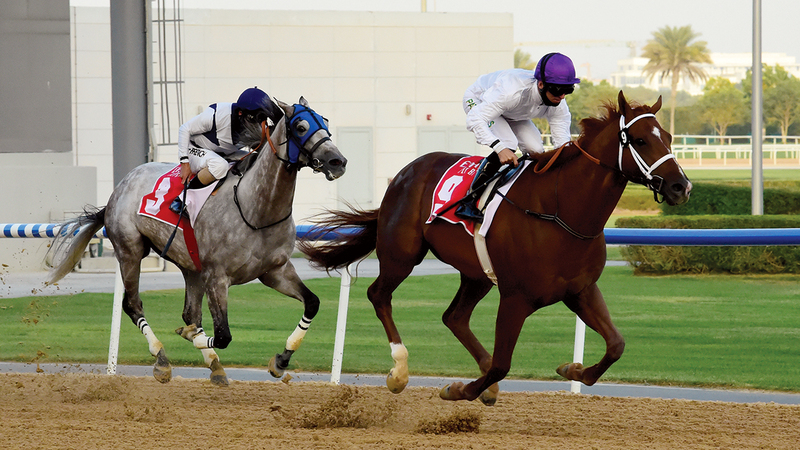 86 من الخيول العالمية والمحلية شاركت في السباق.   تصوير: أسامة أبوغانم