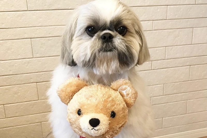 تحول كلب يدعى "بونتن مارو" لنجم عبر موقع التواصل الإجتماعي "إنستغرام".
الصور نقلاً عن "انستغرام"