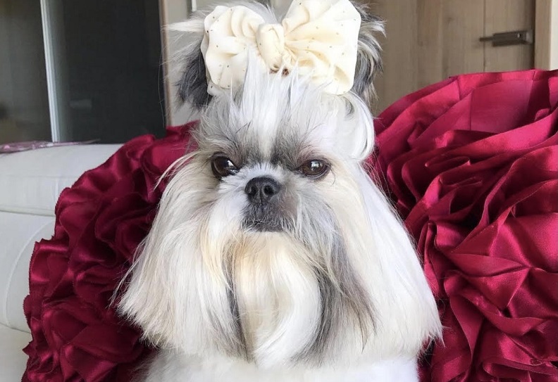 ويتابع الكلب الذي يبلغ عمره 6 أعوام أكثر من 25 ألأف متابع عبر "انستغرام".