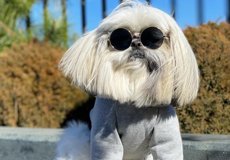 وتحظى صور الكلب الذي يعيش في طوكيو مع صاحبته، على آلاف الإعجابات.