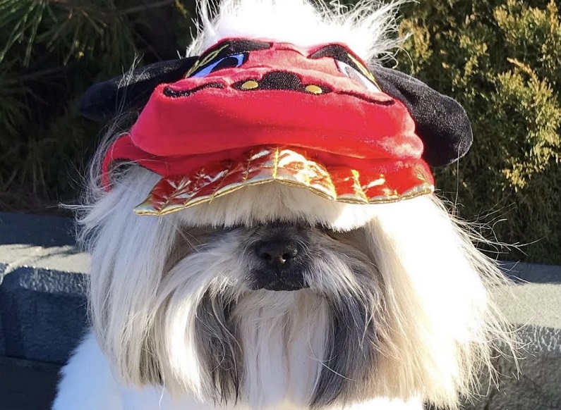 ويتمثل سر نجاح وشهرة الكلب في "تصفيفة الشعر" غير العادية.