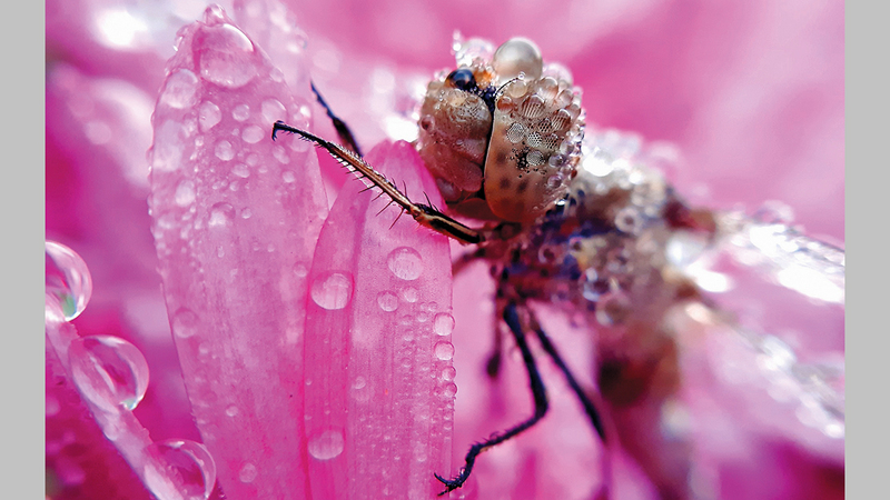 بيتر سابول - كرواتيا.