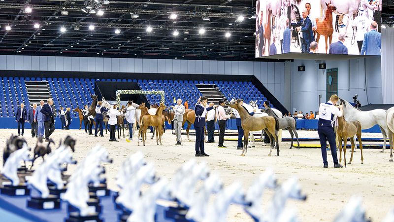 210 جياد تشارك في البطولة.   تصوير: أشوك فيرما