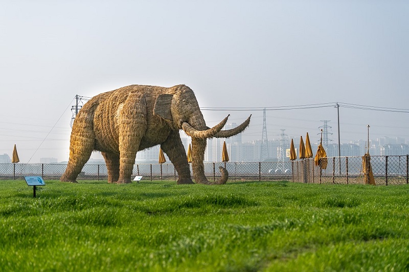 وبدأت العديد من الدول البحث عن بدائل للاستفادة من قش الأرز بعدة طرق منها استخدامه في صناعة الأعلاف أو استخدامه لأغراض أخرى.