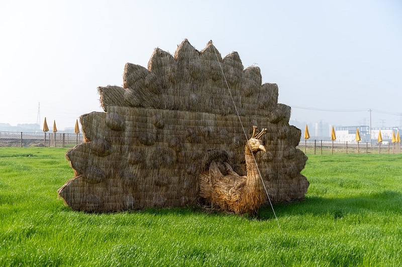 حقل أرز تحول إلى منظر طبيعي للزوار.