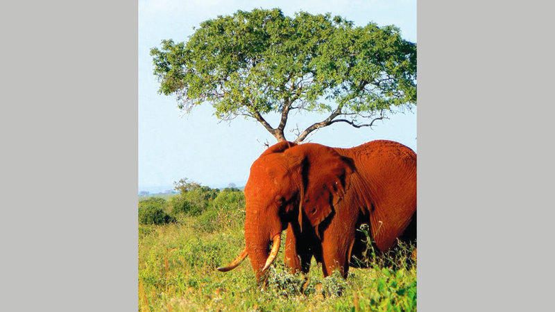 معظم السكان جعلوا من أراضيهم محميات خاصة مفتوحة يمكن للحيوانات البرية التنقل فيها بحرية.   أرشيفية