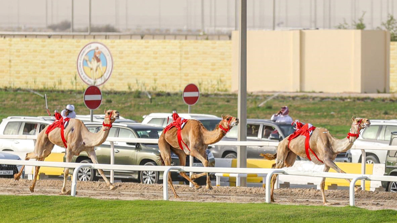 من منافسات اليوم الختامي  من المصدر
