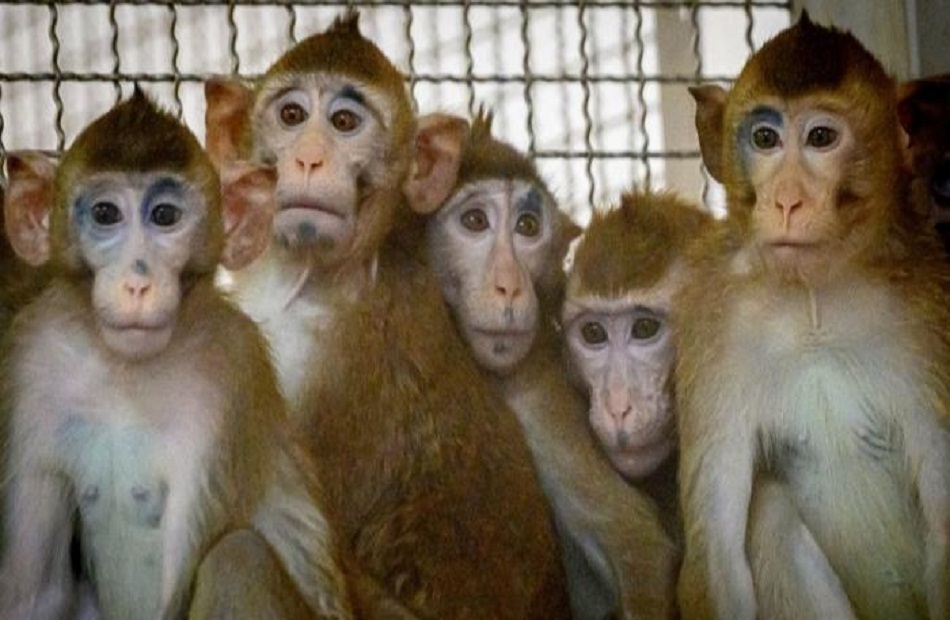 فيروس جدري القرود وكورونا.. متساويان في الخطورة.. تعرف على أيهما يمثل تهديدًا أكبر