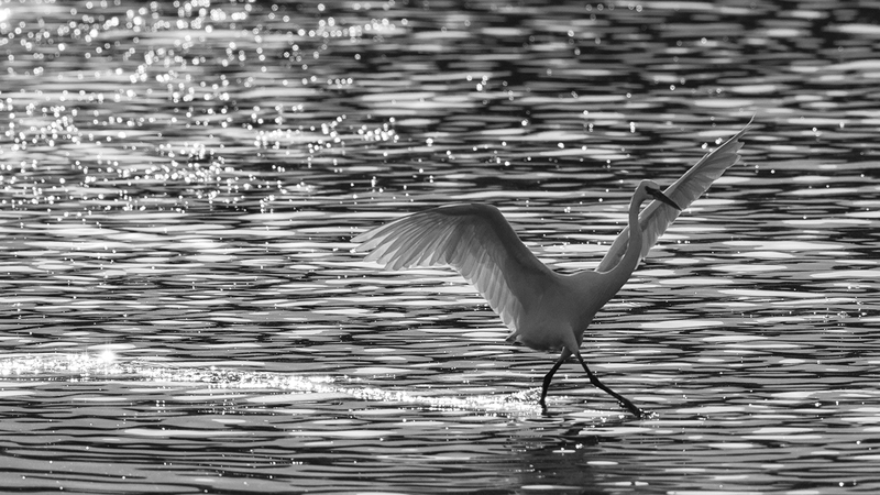أحمد عبدالله العلي - الإمارات.
