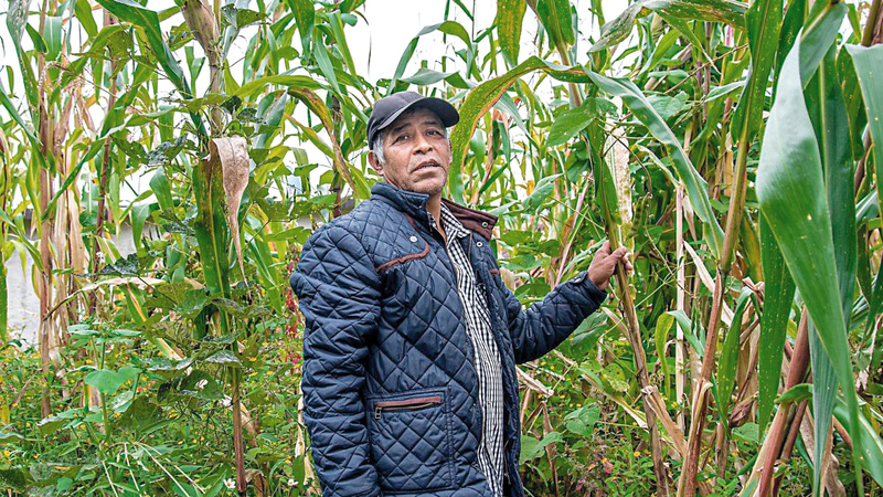 الجفاف دمّر الموسم الزراعي لكثير من المزارعين المكسيكيين. 	 أرشيفية