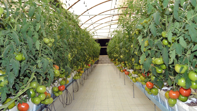 الوزارة ستعمل على تسويق المنتجات الغذائية المحلية عبر شراكات مع القطاع الخاص.  من المصدر