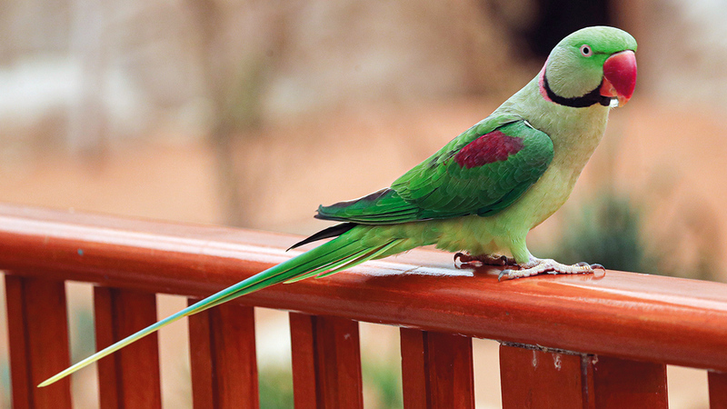 الحديقة راقبت الطيور باستخدام كاميرات ومناظير رصد.   من المصدر