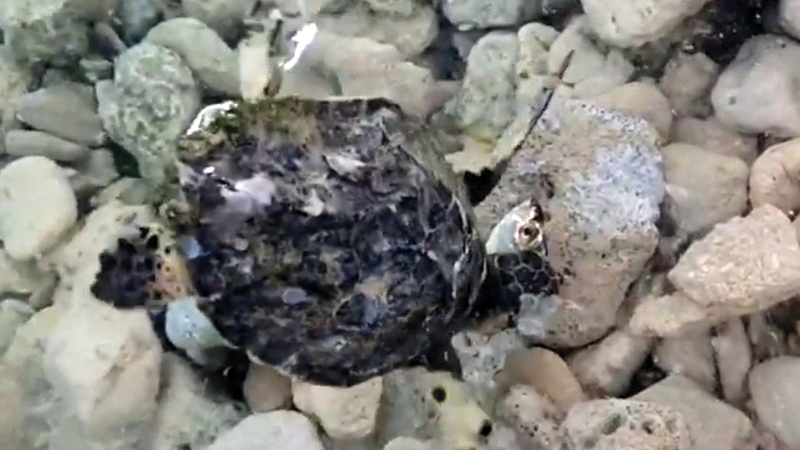 بعدها.   من المصدر