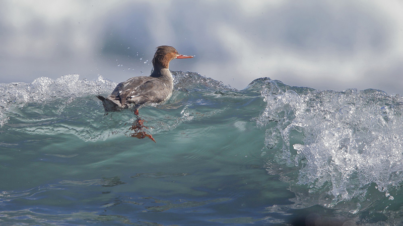 كونغ شوانغ شيه - تايوان.