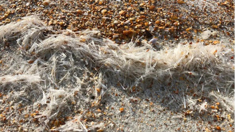 الأحياء تنتمي إلى فصيلة «فراشات البحر» وتنتشر في مناطق مختلفة من العالم.   من المصدر