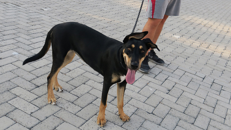 سكان لجأوا إلى تجارة الحيوانات بهدف تأمين دخل مالي.  أرشيفية