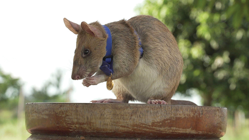 «ماغاوا» كان ينبّه عمال إزالة الألغام من خلال الخربشة على التربة.   أ.ف.ب