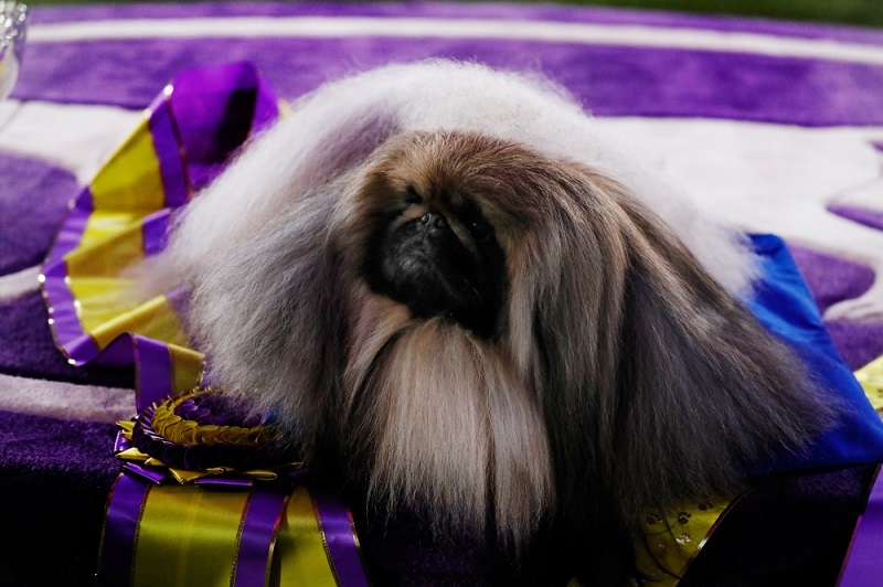 فاز واسابي وهو كلب من فصيلة "بيكينيز" ذو وجه أسود وبني بجائزة أفضل كلب في مسابقة "ويستمنستر كينيل كلوب" للكلاب في تاري تاون بنيويورك، التي أقيمت أمس. الصور وكالات