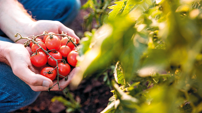 تشتهر دبي بالاهتمام بالأمن الغذائي الذي يعكس المنظومة البيئية المتنوّعة في الإمارة.   من المصدر