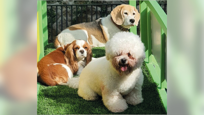 يعطي للحيوانات خيارات عدة بين الغرفة المنفردة ومشاهدة التلفزيون.  أ.ف.ب