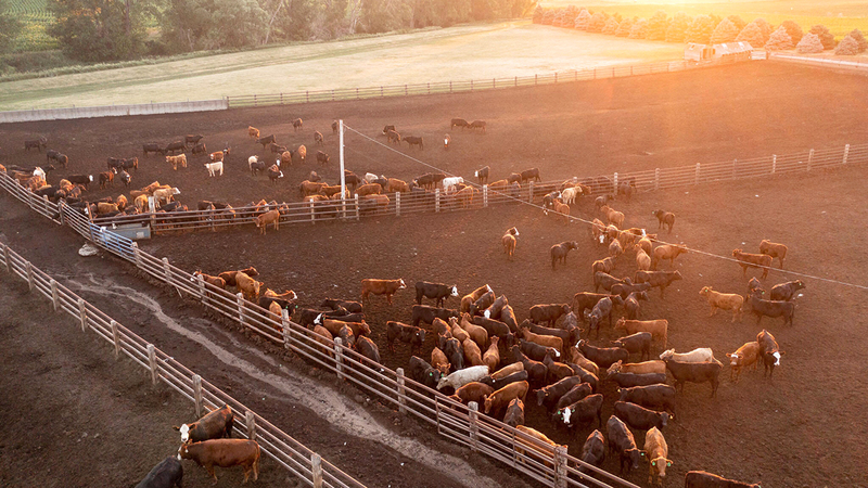 أصحاب مزارع تسمين الأبقار أكدوا أن إيراداتهم بالكاد تغطي كلفة الإنتاج بسبب ممارسات الشركات الـ4 الكبرى.  من المصدر