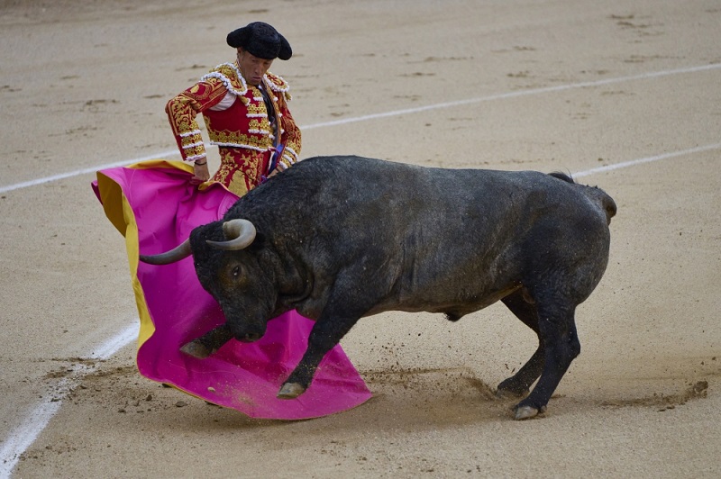ويقتل 300 ألف ثور سنوياً في في أسبانيا بسبب مصارعة الثيران والتي يكون موسمها عادة من شهر مارس وحتى شهر أكتوبر، ويكون للماتادور أو المصارع 6 مساعدين.